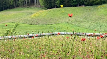 Dachbegrünung ist am blühen im Frühling