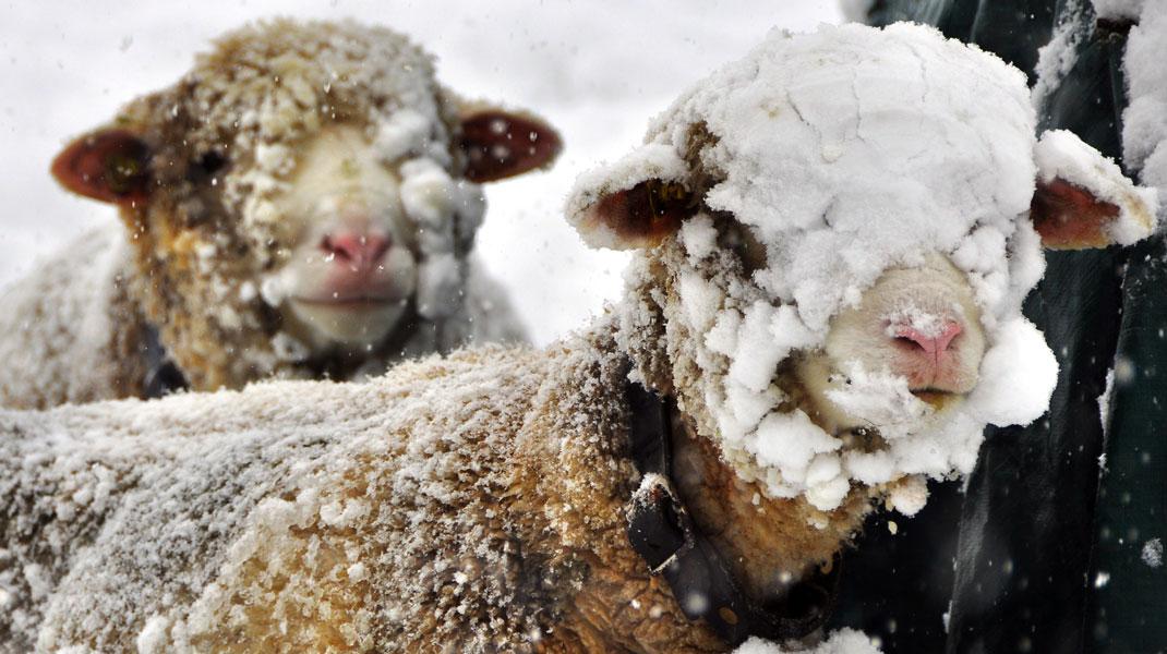 Mit Schafwolle nachhaltig dämmen